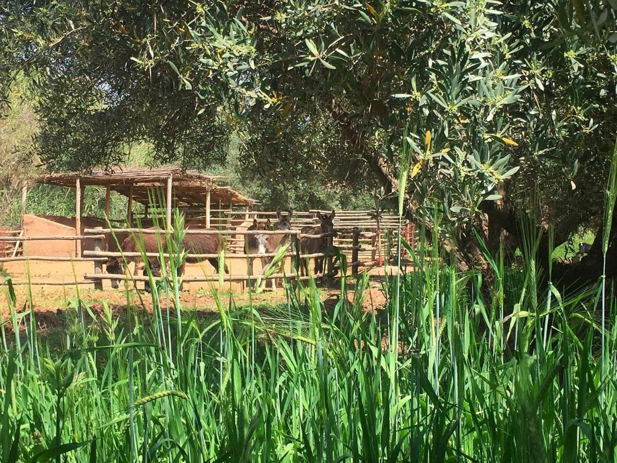 La Ferme Berbere Adult Only Bed & Breakfast El Harkat ภายนอก รูปภาพ