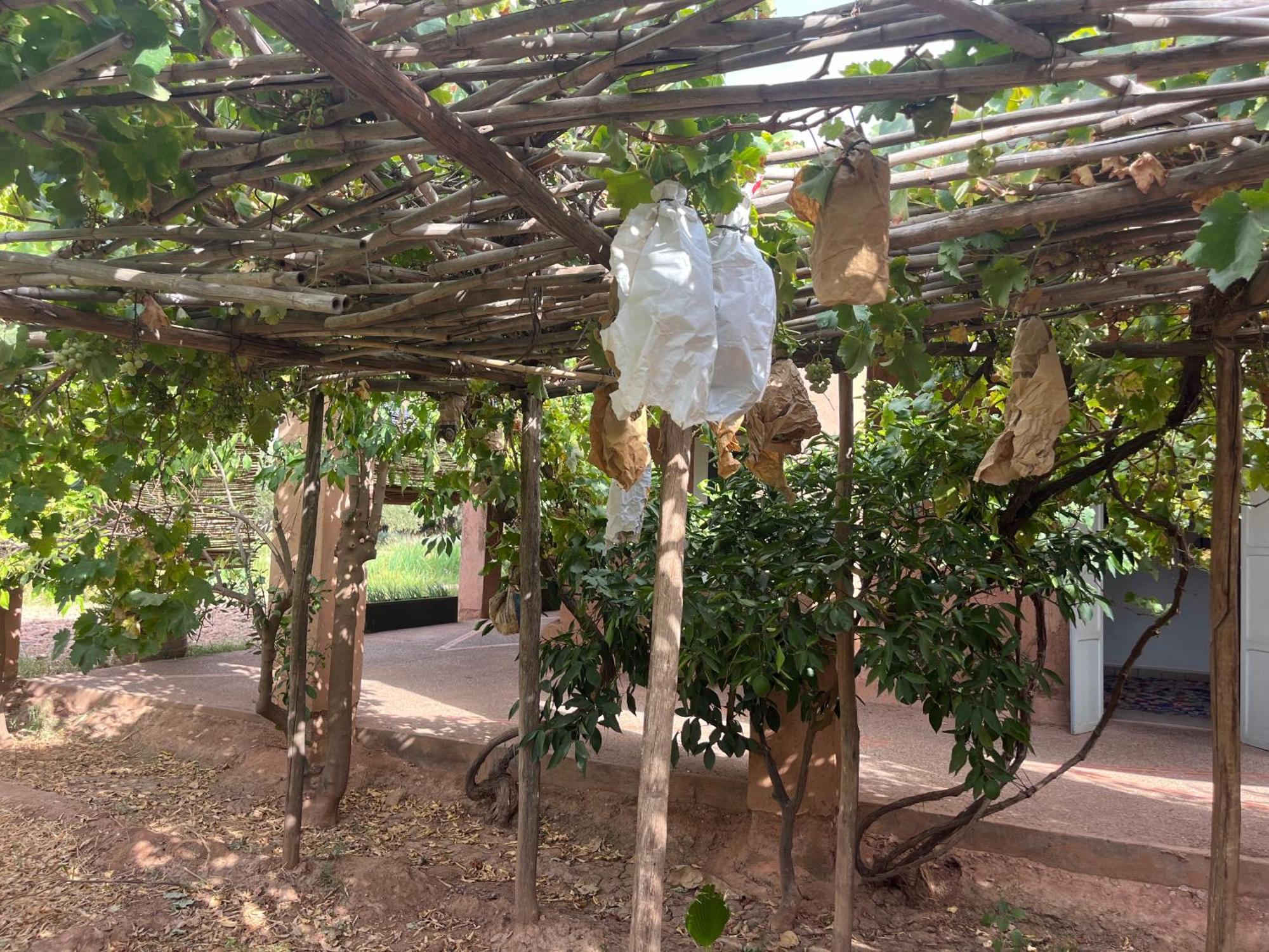 La Ferme Berbere Adult Only Bed & Breakfast El Harkat ภายนอก รูปภาพ